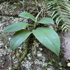 Rhaphidophora hongkongensis
