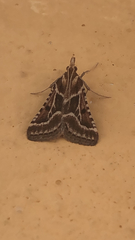 Stemmatophora borgialis