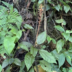 Goodyera rubicunda