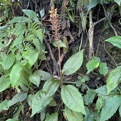 Goodyera rubicunda
