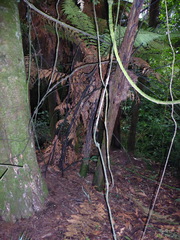 Dicksonia squarrosa
