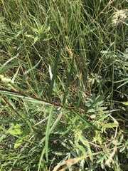 Artemisia integrifolia