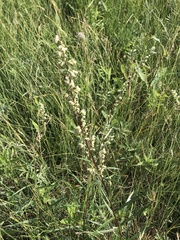 Artemisia integrifolia