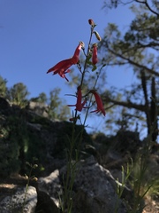Penstemon