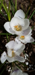 Crocus vernus