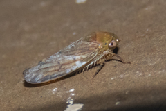 Polana quadrinotata