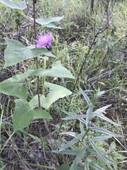 Cirsium serratuloides