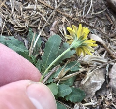 Leontodon saxatilis saxatilis