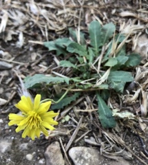 Leontodon saxatilis saxatilis