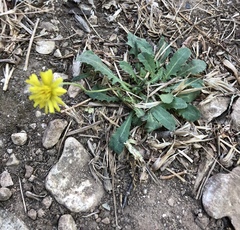 Leontodon saxatilis saxatilis