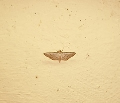 Hypolamprus ypsilon