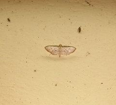 Hypolamprus ypsilon