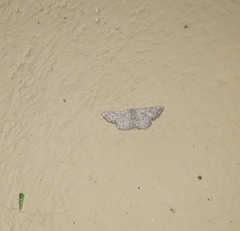 Scopula adeptaria