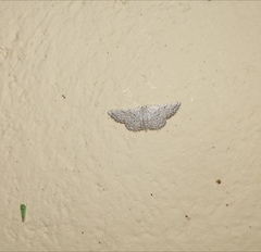 Scopula adeptaria