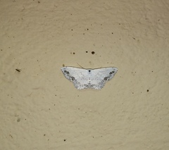 Scopula pulchellata agg