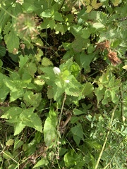 Lamium album