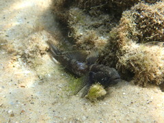 Bathygobius krefftii