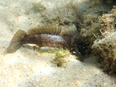 Bathygobius krefftii