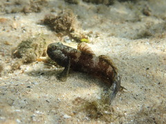 Bathygobius krefftii