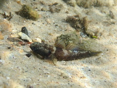 Bathygobius krefftii