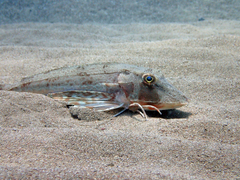 Chelidonichthys lucerna
