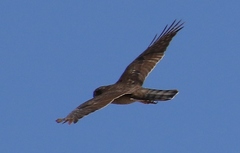 Accipiter nisus wolterstorffi