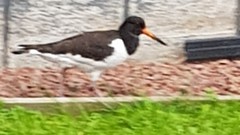 Haematopus ostralegus