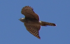 Accipiter nisus wolterstorffi