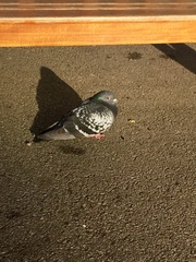 Columba livia domestica