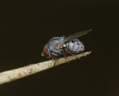 Leucopis bellula