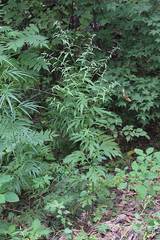 Artemisia sylvatica