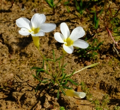 Oxalis fragilis