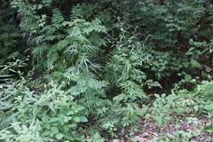 Artemisia sylvatica