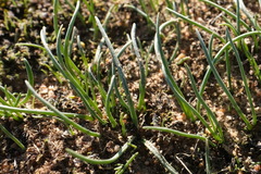 Ornithogalum rupestre