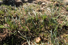 Ornithogalum rupestre