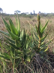 Aloiampelos commixta