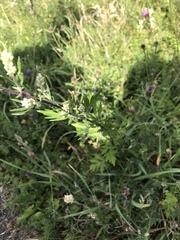 Coccinella septempunctata