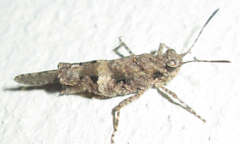 Trilophidia
