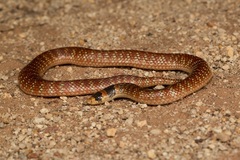 Brachyurophis australis