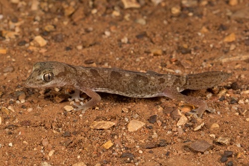 Tesselated Gecko, Diplodactylus tessellatus