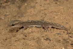 Diplodactylus vittatus