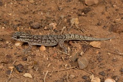 Gehyra versicolor