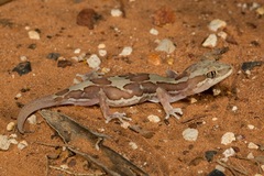 Lucasium steindachneri