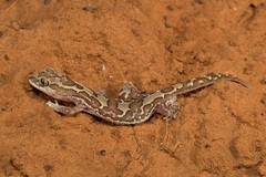 Lucasium steindachneri