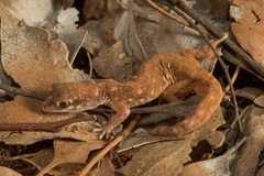 Rhynchoedura ormsbyi