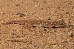 Rhynchoedura ormsbyi