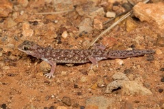 Rhynchoedura ormsbyi