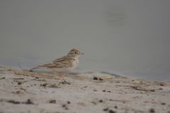 Mirafra javanica