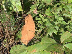 Hasora badra