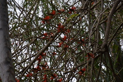 Erythrina ×sykesii